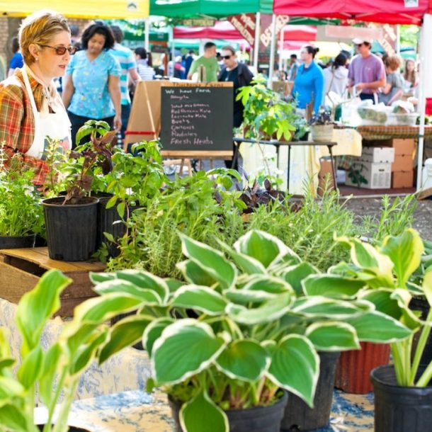 charleston farmers market